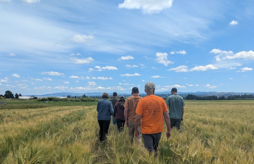 barley field oregon willamette valley goschie farms OSU admiral
